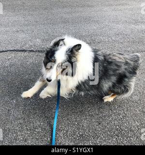 Felice esecuzione di blue merle sheltie Foto Stock
