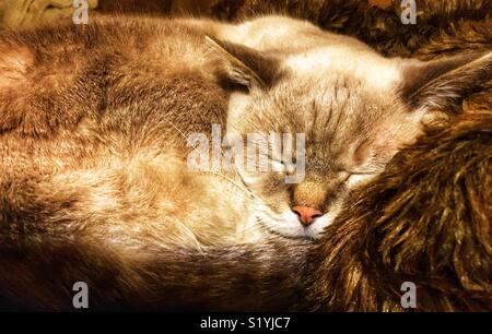 Punto di lince gatto siamese gatto prendendo un pisolino sulla pelliccia coperta Foto Stock