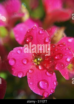 Kalanchoe fiore con goccioline. Foto Stock