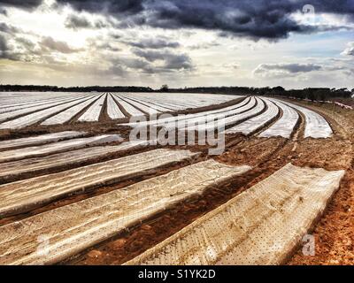 Inizio patate coperta in pile in plastica per velocizzare il tempo crescente, Shottisham, Suffolk, Regno Unito. Foto Stock