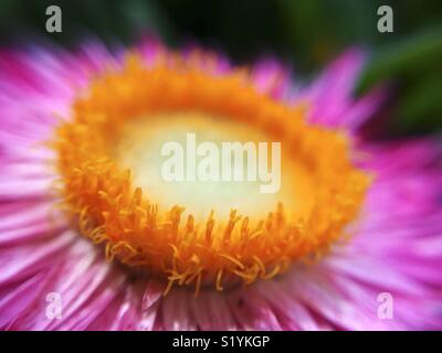 Macro di fiori di paglia. Elicriso sp. Foto Stock