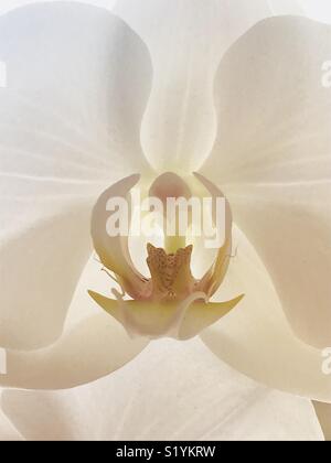 Romantico white orchid vista macro Foto Stock