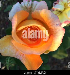 Rosa in giardino Foto Stock