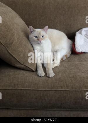 Un bianco flamepoint gatto siamese gatto salotti in una abbronzatura lettino. Foto Stock