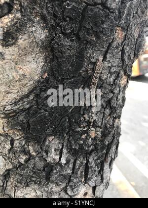 Un geco con un modello di colore come licheni è ben mimetizzata su un tronco di albero Foto Stock