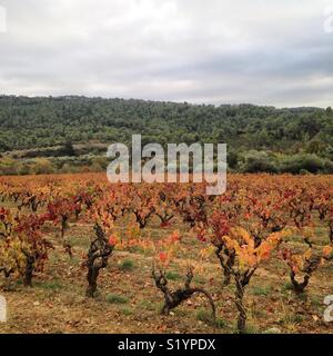 Vista dei vigneti in Corbières regione vinicola del sud della Francia Foto Stock