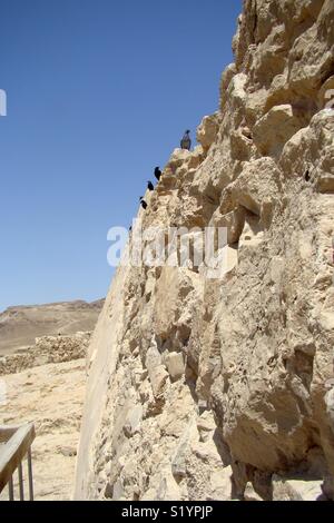 Uccello sull'jewish rock fortezza di Masada presso il Mar Morto in Israele Foto Stock