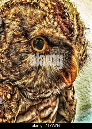 Di tassidermia gufo sbarrata ritratto Foto Stock