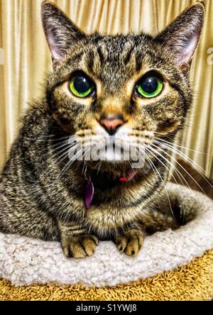 Foto di brown tabby cat con vivaci occhi verdi in seduta kitty cup guardando verso l'alto Foto Stock