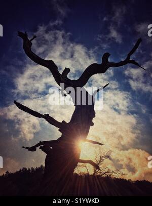 Albero morto in silhouette con sun scoppio da dietro di essa Foto Stock