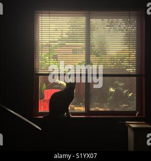 Stagliano gatto nero guarda fuori della finestra Foto Stock