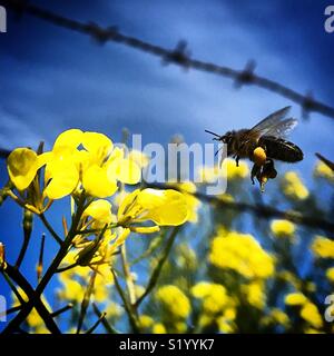 Un miele delle api vola a raccogliere il polline di un fiore giallo nella parte anteriore di una recinzione cablata in Prado del Rey, Sierra de Cadice, Andalusia, Spagna Foto Stock