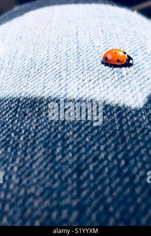 Ladybug sbarco sulla mia Bluejeans, Foto Stock