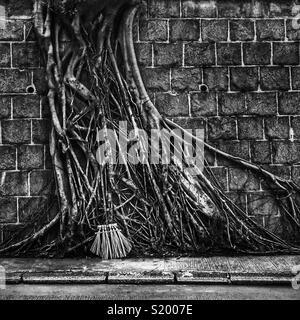 Un Cinese banyan 'wall tree" (Ficus microcarpa), ha permesso di crescere su una pietra della parete di ritegno in modo che le sue radici hanno un effetto stabilizzante, Sai Ying Pun, Isola di Hong Kong Foto Stock