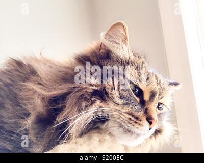 Gatto Siberiano razza ha gli occhi blu Foto Stock