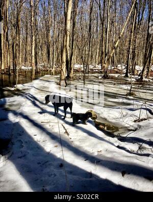 Cane a camminare in legno su un pomeriggio di primavera Foto Stock