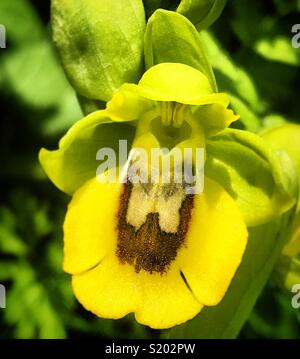 Un'orchidea che mostra il volto di un uomo barbuto in Prado del Rey, Sierra de Grazalema, Cadice Foto Stock