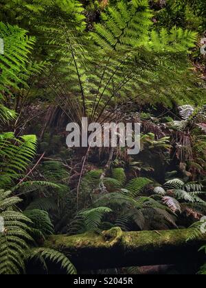 Ruvido felci arboree (Cyathea australis), il Grand Canyon via, Blackheath, il Parco Nazionale Blue Mountains, NSW, Australia Foto Stock