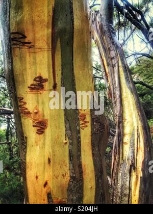 Il carattere distintivo di cicatrici fatte da larve di Ogmograptis scribula, la falena che dà Scribbly Gum (eucalipto sclerophylla) il suo nome, Leura, il Parco Nazionale Blue Mountains, NSW, Australia Foto Stock