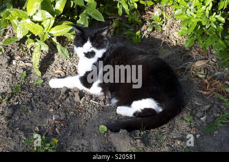 Bianco e nero gatto in posa del sole sulla terra asciutta Foto Stock