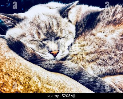 Punto di lince gatto siamese gatto dorme sul loro coda Foto Stock