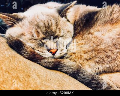 Punto di lince gatto siamese gatto dorme sul loro coda Foto Stock