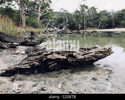Il Cockle Creek, Tasmania, Australia Foto Stock
