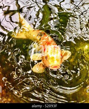Bianco arancione e nero pesce Koi affiorante a mendicare per alimenti Foto Stock