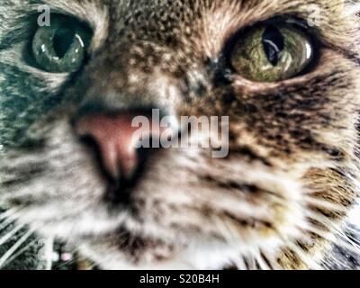 Brown tabby gatto con gli occhi verdi guarda nella telecamera Foto Stock