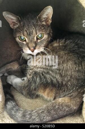 Anziani grigio tabby cat con cataratta seduto in un vano in una struttura ad albero di gatto Foto Stock