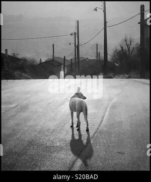 Stray dog in a Lione, Francia, street. Foto Stock