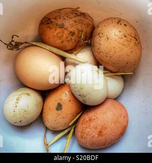 Una ciotola di fresco posate free-range le uova organiche. Foto Stock