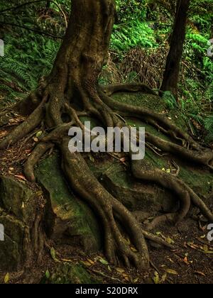 Coachwood (Ceratopetalum apetalum) che cresce su un muschio di roccia coperte di foreste pluviali temperate sull'anfiteatro a piedi via in Leura, il Parco Nazionale Blue Mountains, NSW, Australia Foto Stock