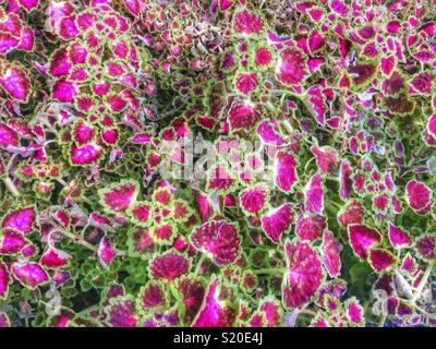 Coleus. Foto Stock