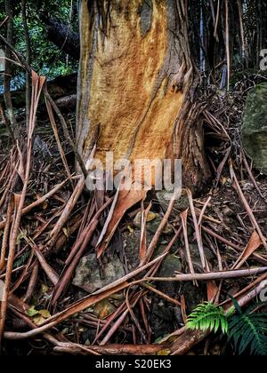 Corteccia di montagne blu cenere (eucalipto oreades) nella tarda estate, principe Henry Cliff Walk, Leura, il Parco Nazionale Blue Mountains, NSW, Australia Foto Stock