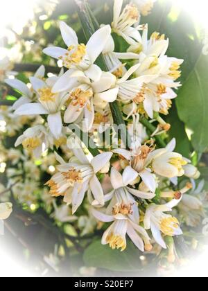 Struttura Orange Blossom. Aurantiaca di agrumi. Foto Stock