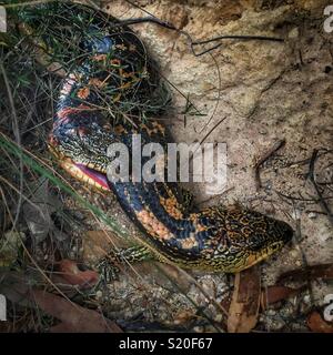 Spotted Blu-linguetta lucertole (Tiliqua nigrolutea) coniugata, il principe Henry Cliff Walk, Leura, il Parco Nazionale Blue Mountains, NSW, Australia Foto Stock