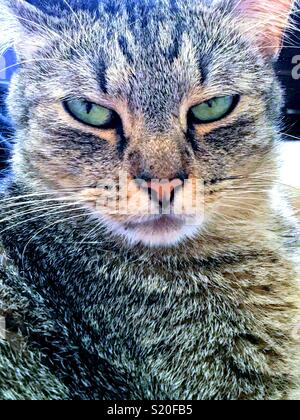 Close-up ritratto della bella e verde-eyed shorthair domestico tabby cat Foto Stock