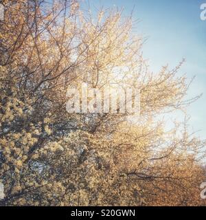 Prugnolo o sloe bush in fiore, Medstead, Hampshire, Inghilterra, Regno Unito. Foto Stock