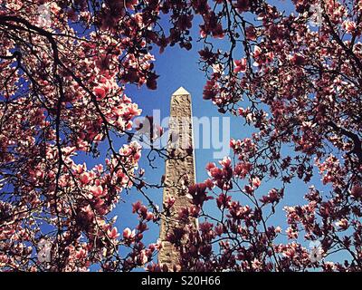 Primavera a Cleopatra Needle circondato da rosa fiori di magnolia, Central Park, New York, Stati Uniti d'America Foto Stock