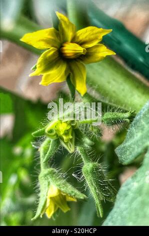 Pianta di pomodoro fiorisce in varie fasi di apertura, Solanum lycopersicum Foto Stock