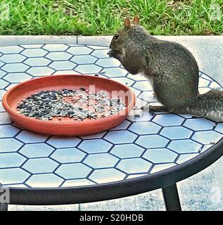 Lo scoiattolo mangiare birdseed Foto Stock