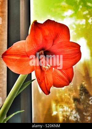 Rosso vibrante amaryllis lily accanto alla finestra di sole Foto Stock