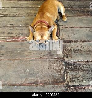 Bulldog francese su vecchie assi di legno a Luang Prabang, Laos Foto Stock