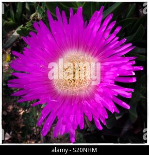 Carpobrotus in fiore; nomi comuni sono Pigface, impianto di ghiaccio o Sour Fig, Catalogna, Spagna. Foto Stock