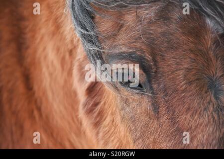In prossimità di un cavallo marrone concentrandosi sui cavalli occhio. Foto Stock