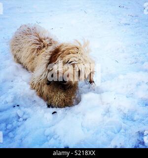 Cucciolo Cockapoo giocare nella neve. Foto Stock