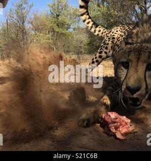 Cheetah ottenendo la cena Foto Stock