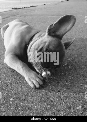 Carino bulldog francese cucciolo giocando con il ciuccio in bocca sulla spiaggia, come un bambino Foto Stock