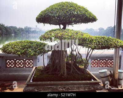 Albero di Bonsai ad Hanoi, Vietnam Foto Stock